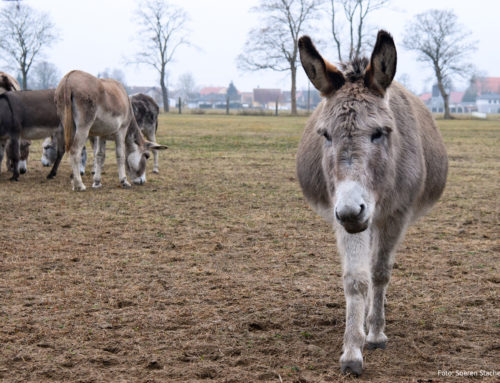 “Auf den Esel gekommen” – Bundesfreiwilligendienst in Brandenburg