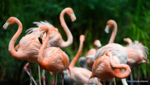 Karibische Flamingos stehen im Tierpark auf einer kleinen Insel im Teich der Vogel-Voliere. Mit 25 Hektar ist der Tierpark Cottbus der größte Tierpark im Land Brandenburg. | 23.07.2021 Foto: picture alliance/dpa/dpa-Zentralbild | Soeren Stache