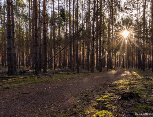 Bergwaldprojekt mit über 30 Ehrenamtlichen aus ganz Deutschland in Brandenburg im Einsatz